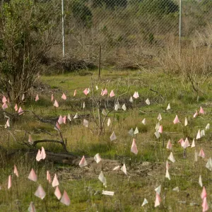 Ventura marsh milkvetch population, Astragalus pycnostachyus var. lanosissimus, Oxnard population, SBBG conservation, CPC plant