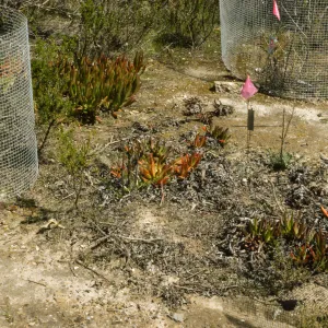 Ventura marsh milkvetch population, Astragalus pycnostachyus var. lanosissimus, Oxnard population, SBBG conservation, CPC plant