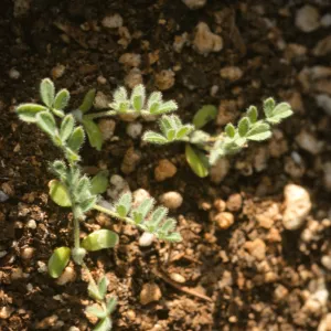 Ventura marsh milkvetch, Astragalus pycnostachyus var. lanosissimus, seedlings, SBBG conservation, CPC plant