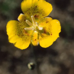 Calochortus luteus