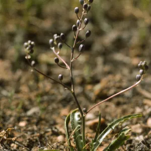 Chlorogalum purpureum reductum