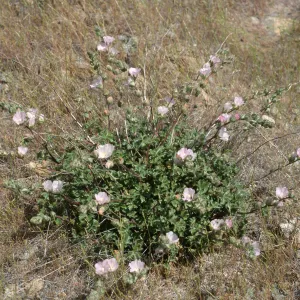 Sidalcea hickmanii anomala