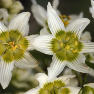 Zigadenus fremontii