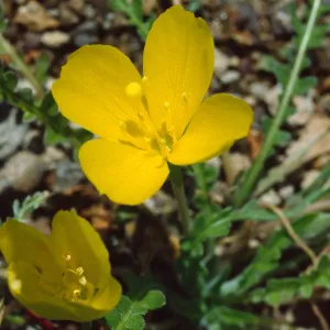 Camissonia tanacetifolia