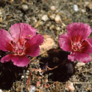 Clarkia speciosa