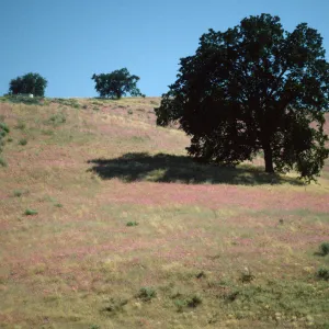 Clarkia blooming on open slope surrounding oak woodland