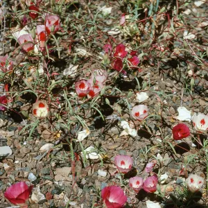 Clarkia speciosa