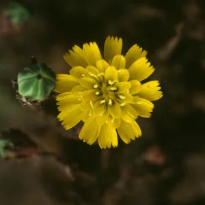 Malacothrix indecora