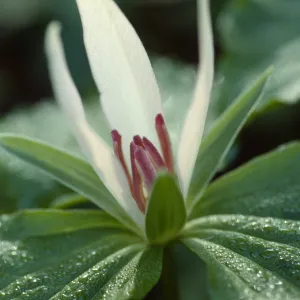Trillium chloropetalum
