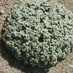 Psathyrotes ramosissima