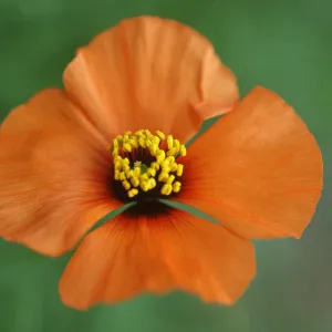 Stylomecon heterophylla