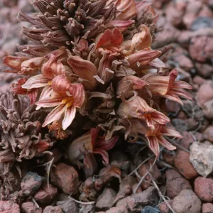 Orobanche californica