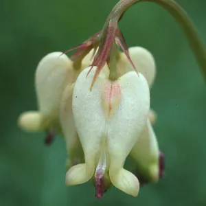 Dicentra formosa oregona