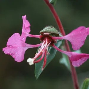 Clarkia unguiculata