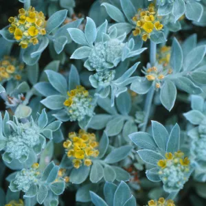 Lotus argophyllus ssp. niveus