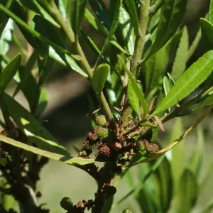 Myrica californica