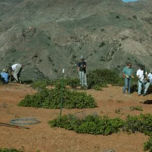 Crew building exclosure, Santa Cruz Island, SBBG rare plant conservation