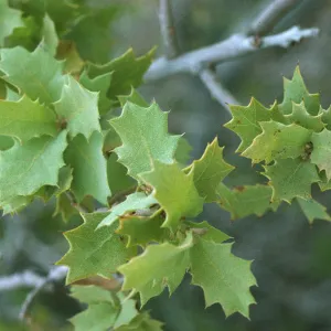 Quercus turbinella leaves