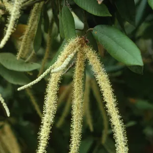Lithocarpus leaves and flowering inflorescences