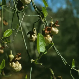 Aristolochea californica