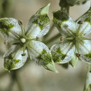 Swertia albomarginata