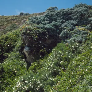San Miguel Island