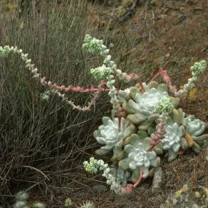 Dudleya pachyphytum