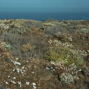 Dudleya albiflora habitat