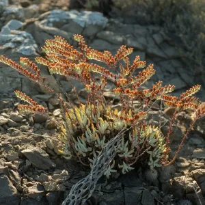 Dudleya albiflora, Natividad Isl.