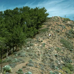 Pines on ridgetop, N. of Canon de la Mina, Cedros Isl.