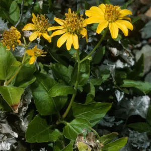 Verbesina hastata, Canada de la Mina, Cedros Isl.