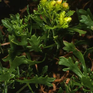Haplopappus venetus tridentatus