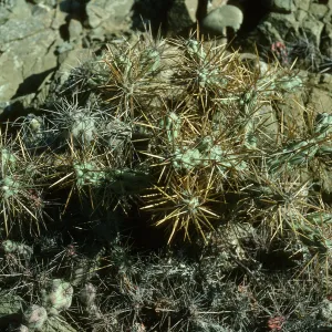 Opuntia netide (Prickly-pear), W. San Benito Isl.