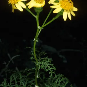 Senecio, canyon on East side