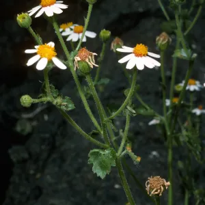 Amauria rotundifolia, San Martin Island, trail to crater