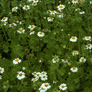 Amauria rotundifolia, San Martin Island, trail to crater