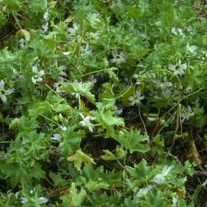 Lavatera venosa, West San Benito Island