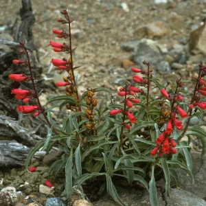 Penstemon cedroensis, Gran Canon, Cedros Isl.