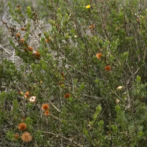 Haplopappus berberides, Todos Santos Islands