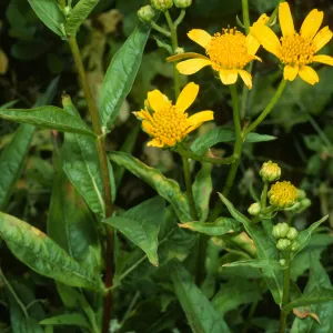 Verbesina hastata, Todos Santos Islands