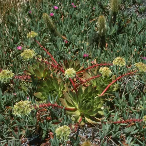 Dudleya (liveforevers), Todos Santos Islands