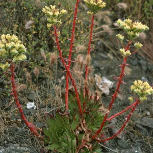 Dudleya (liveforevers), Todos Santos Islands