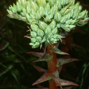 Dudleya (liveforevers), Todos Santos Islands