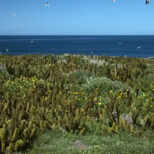 Encelia, Bergerocactus,Todos Santos Islands