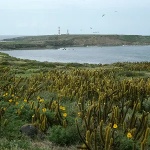 Encelia, Bergerocactus, NE side of Todos Santos