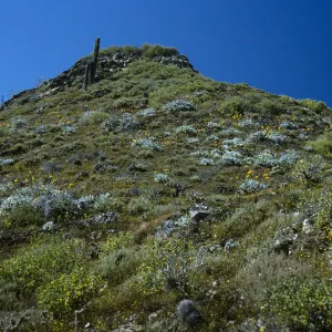 Viguera lanata, canyon on E. side, Natividad Isl.