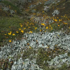 Viguera lanata, N. of lighthouse, Natividad Isl.