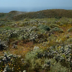 Opuntia (Prickly-pear), Coleocarpus, North of lighthouse, Natividad Island