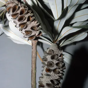 Trees of Santa Barbara Talk - Banksia integrifolia