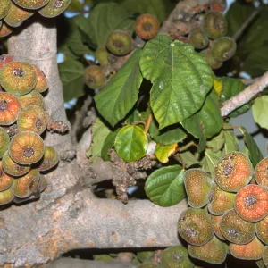 Trees of Santa Barbara Talk - Ficus auriculata